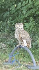 Messenger_creation_7745FF63-5FAB-4A87-9750-653C61A48736