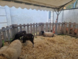 ae2eb3ea-ec68-4d7a-b965-fff0e161dca8